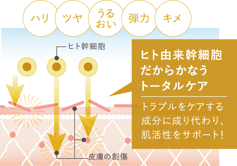 ハリ ツヤ うるおい 弾力 キメ ヒト幹細胞 皮膚の創傷 ヒト由来幹細胞だからかなうトータルケア トラブルをケアする成分に成り代わり、肌活性をサポート!