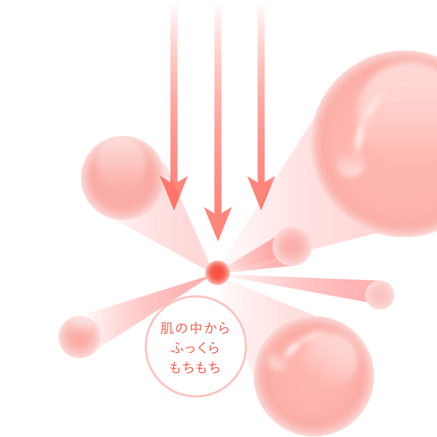 肌の中からふっくらもちもち